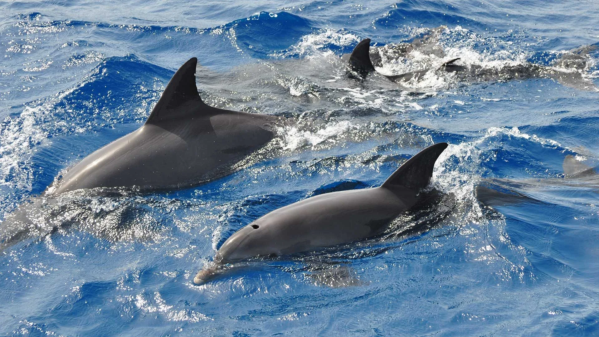 Panorama der Calanques de Piana