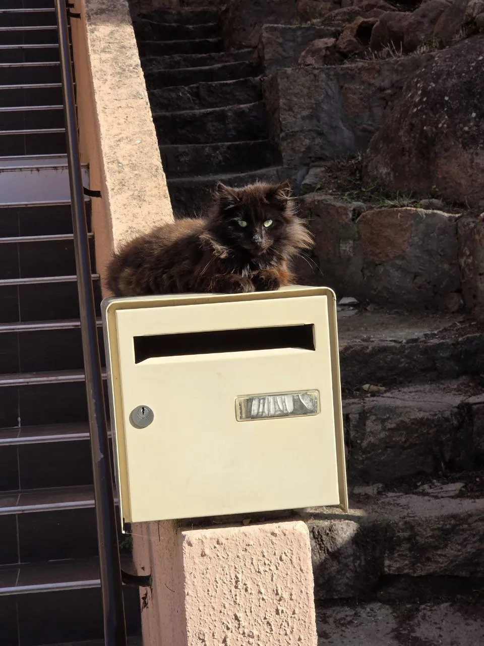 Un gatto nero a pelo lungo seduto su una cassetta delle lettere davanti all'hotel